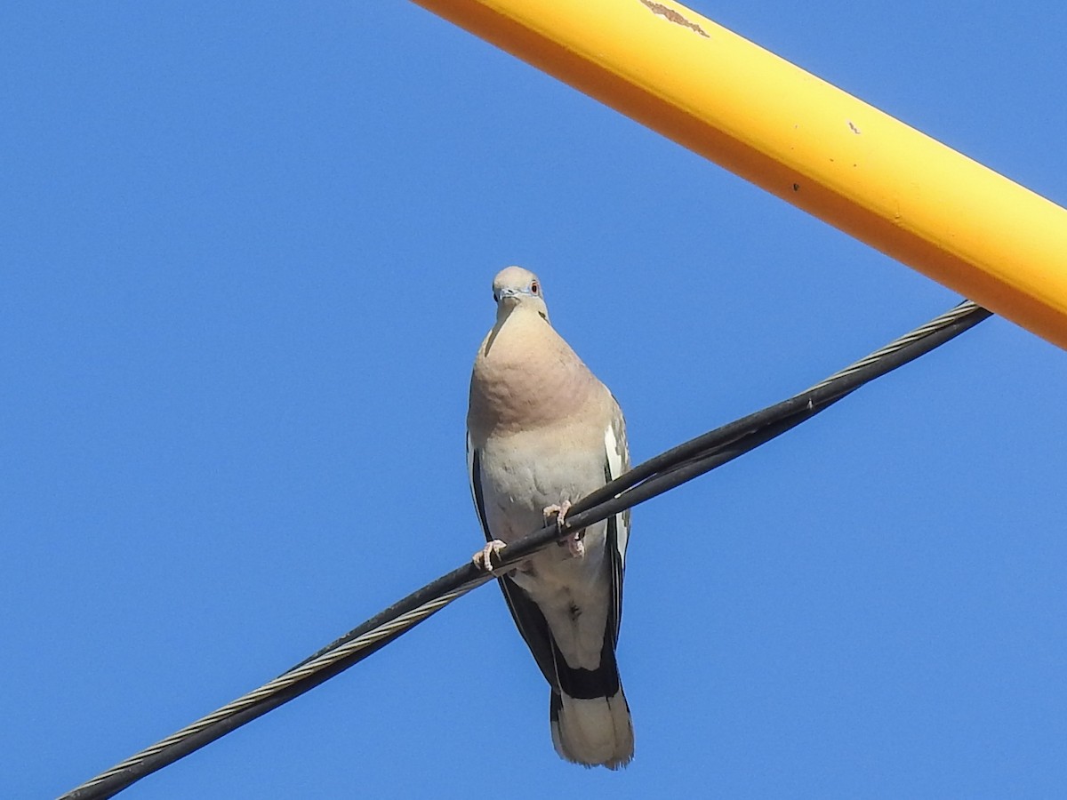 White-winged Dove - ML616616654
