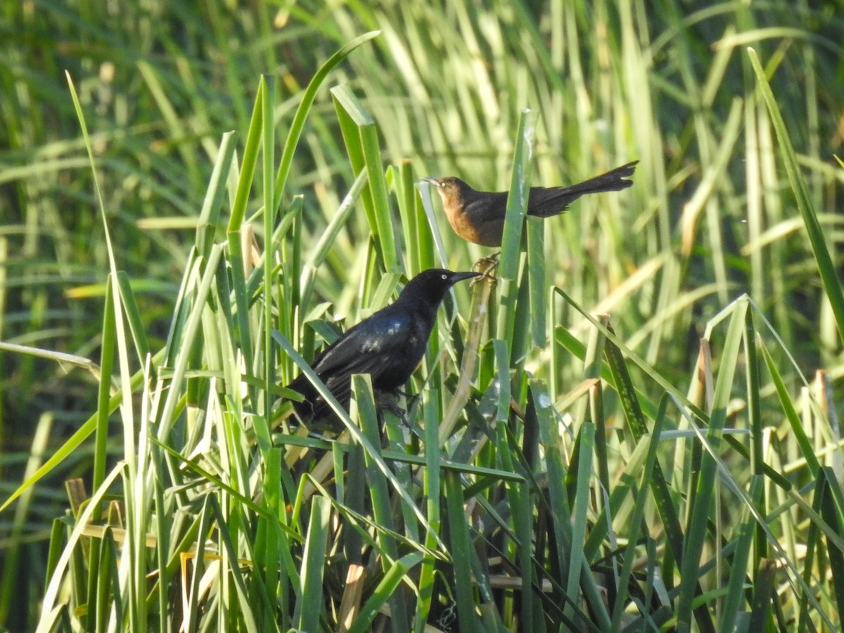 Great-tailed Grackle - ML616616664