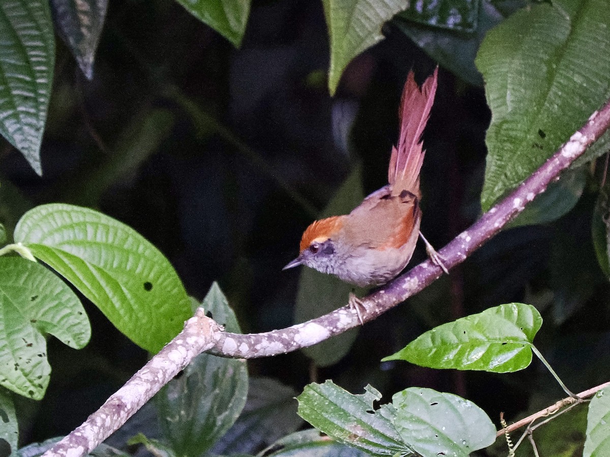 Rufous-capped Spinetail - ML616616691