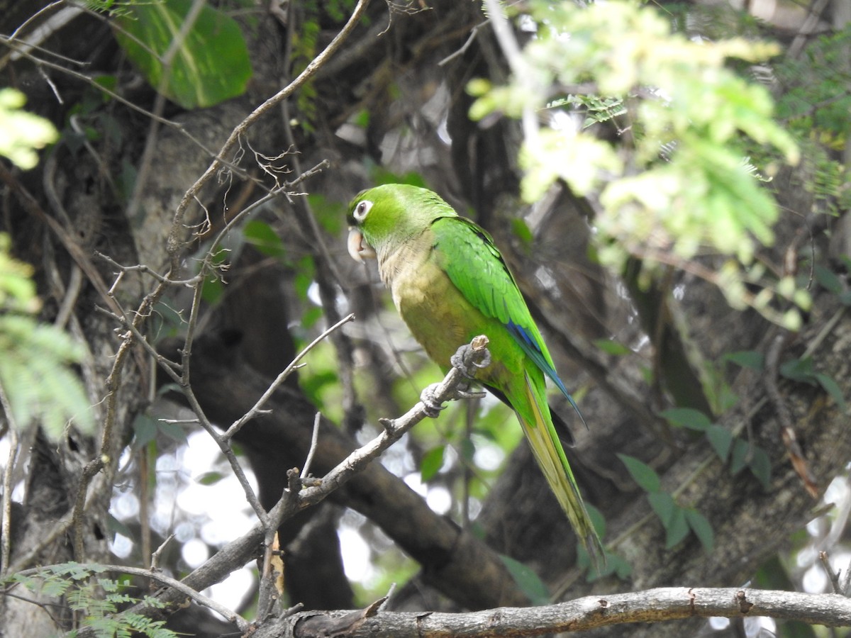 Olive-throated Parakeet - ML616616759