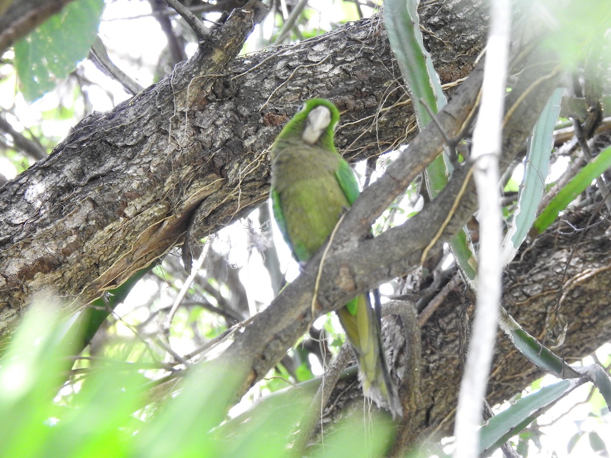 Olive-throated Parakeet - ML616616762