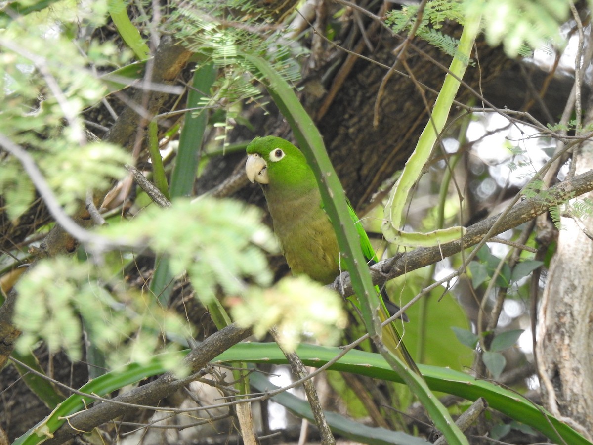 Olive-throated Parakeet - ML616616763