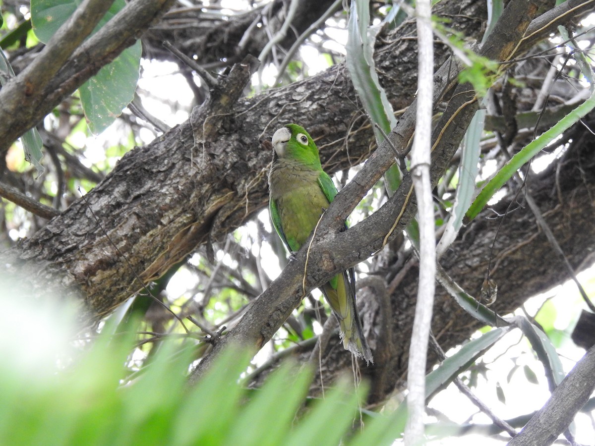 Olive-throated Parakeet - ML616616765