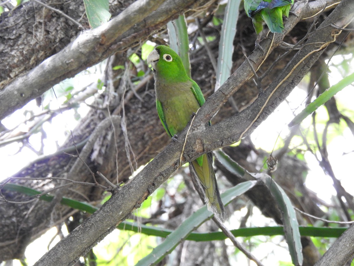 Olive-throated Parakeet - ML616616767
