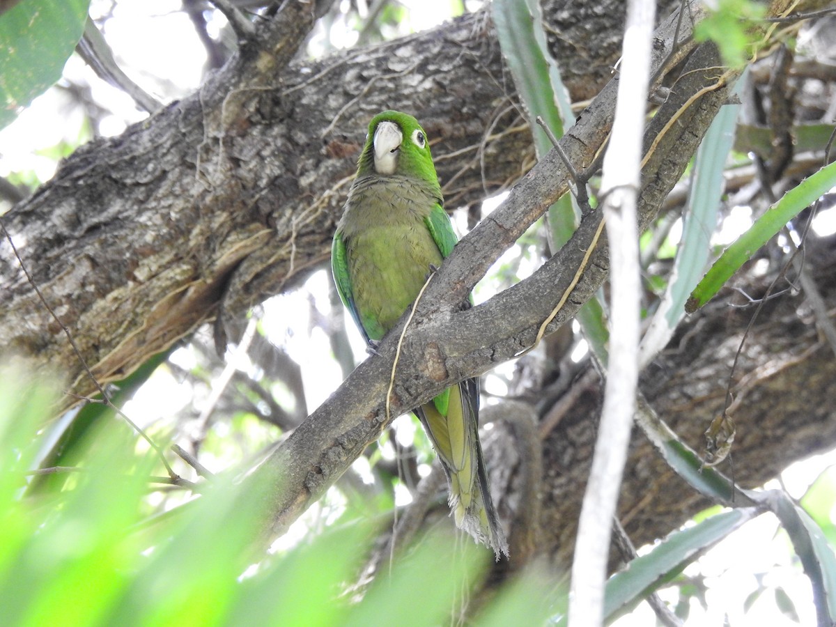 Olive-throated Parakeet - ML616616768