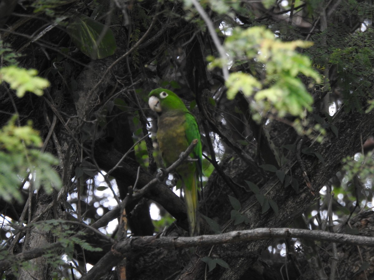 Olive-throated Parakeet - ML616616770