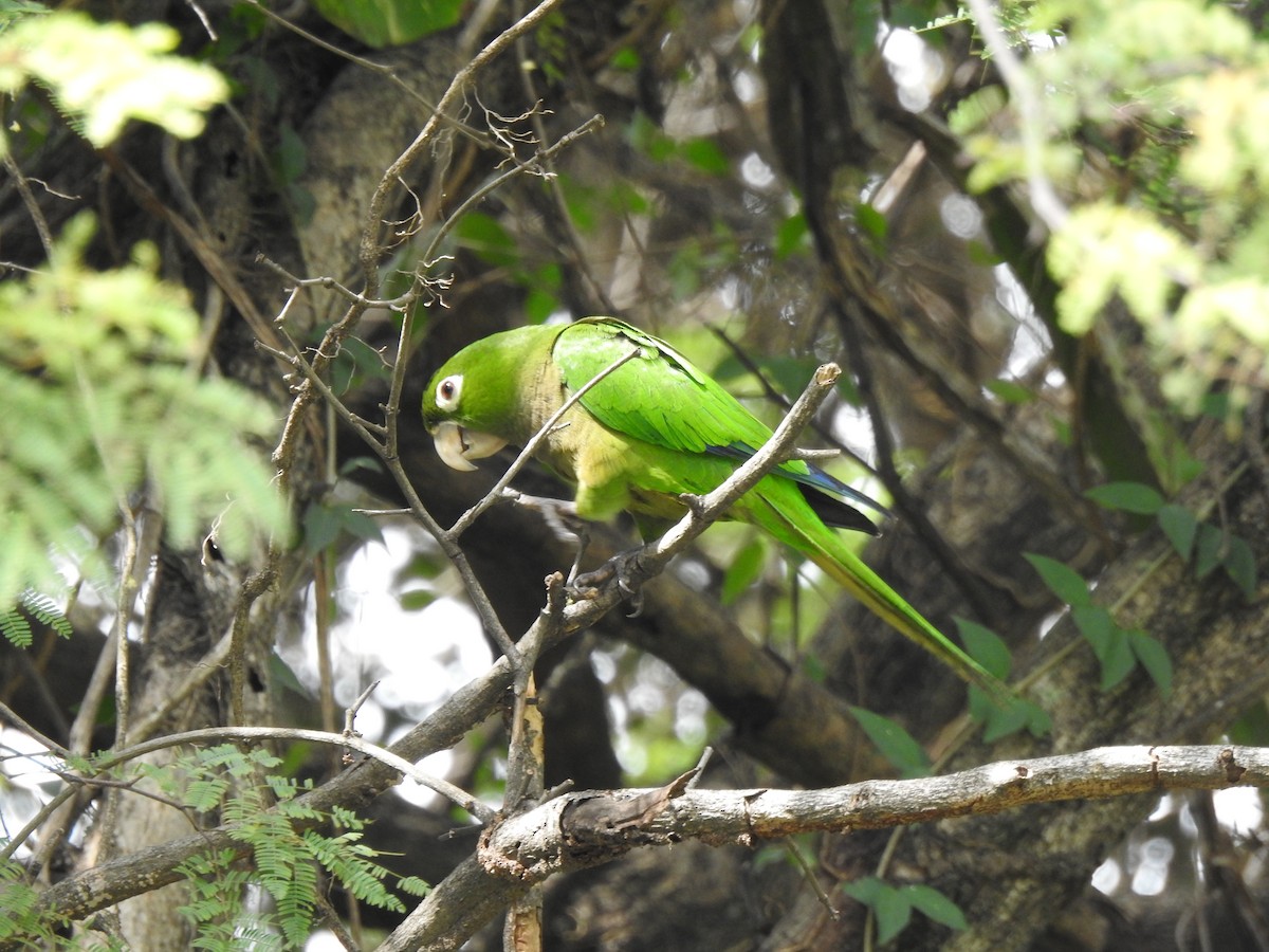Olive-throated Parakeet - ML616616771
