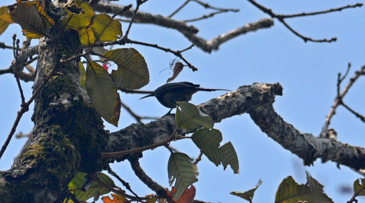 Black-throated Sunbird - ML616616776