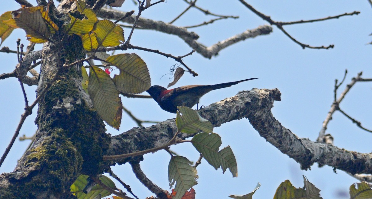 Black-throated Sunbird - ML616616777