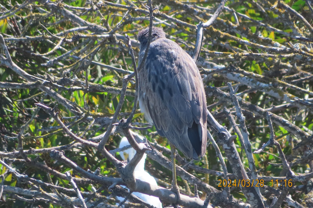Black-crowned Night Heron - ML616616819
