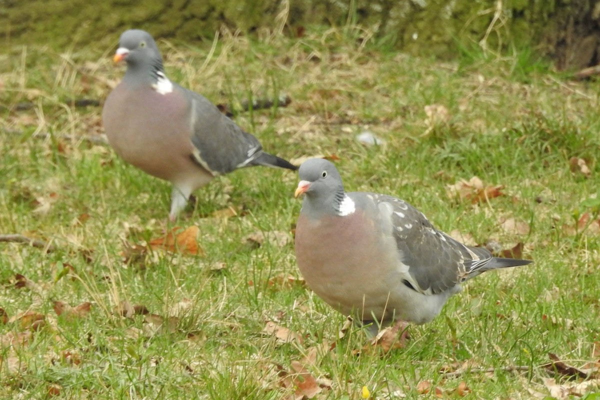 Common Wood-Pigeon - ML616616823