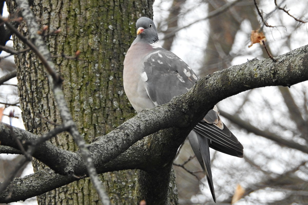 Common Wood-Pigeon - ML616616824