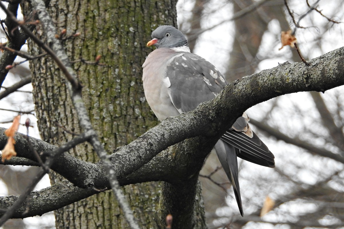 Common Wood-Pigeon - ML616616825