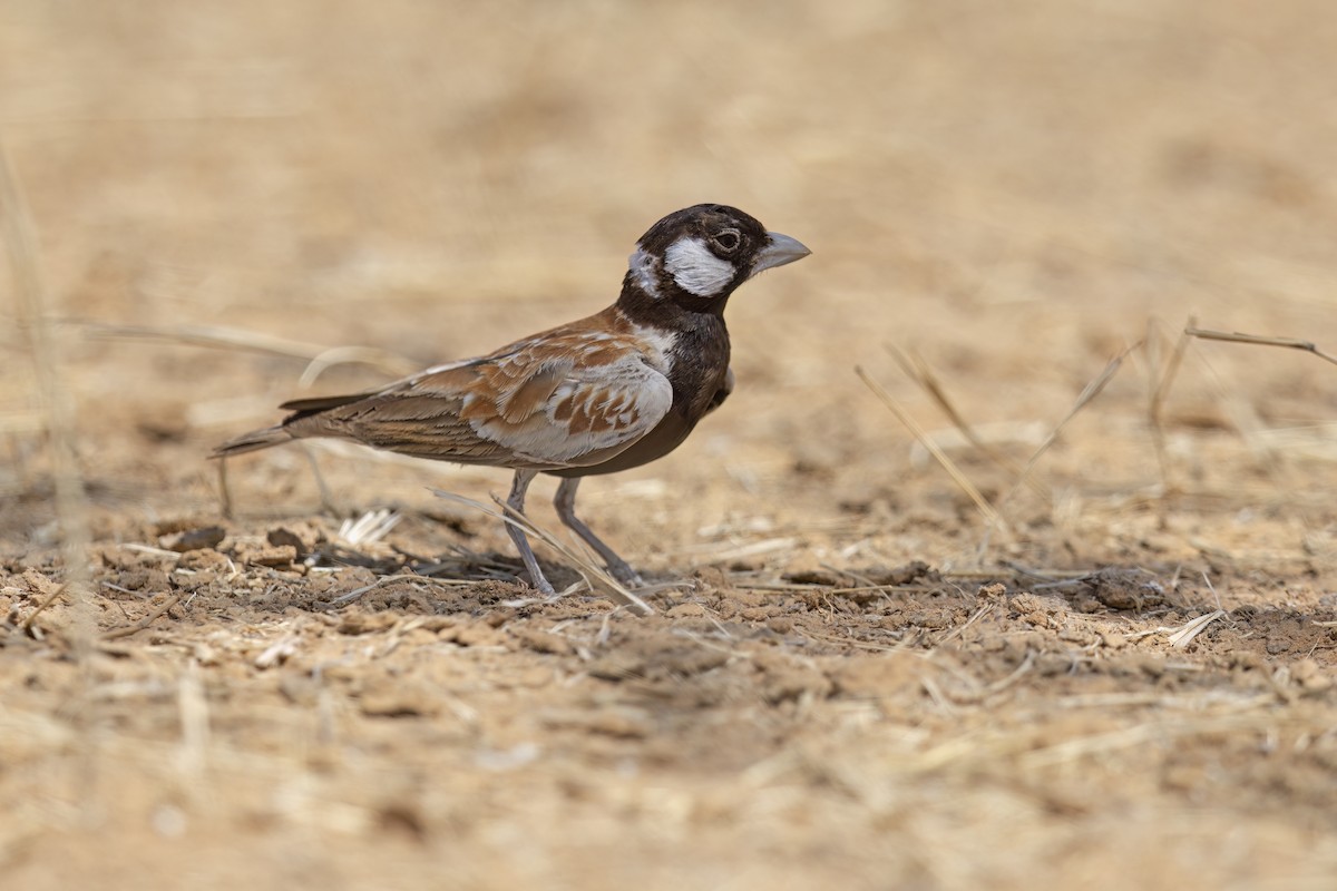 Chestnut-backed Sparrow-Lark - ML616616886
