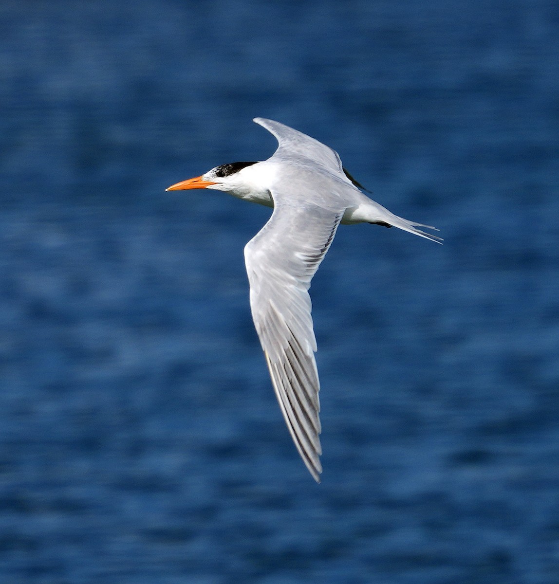 Royal Tern - Phil Davis