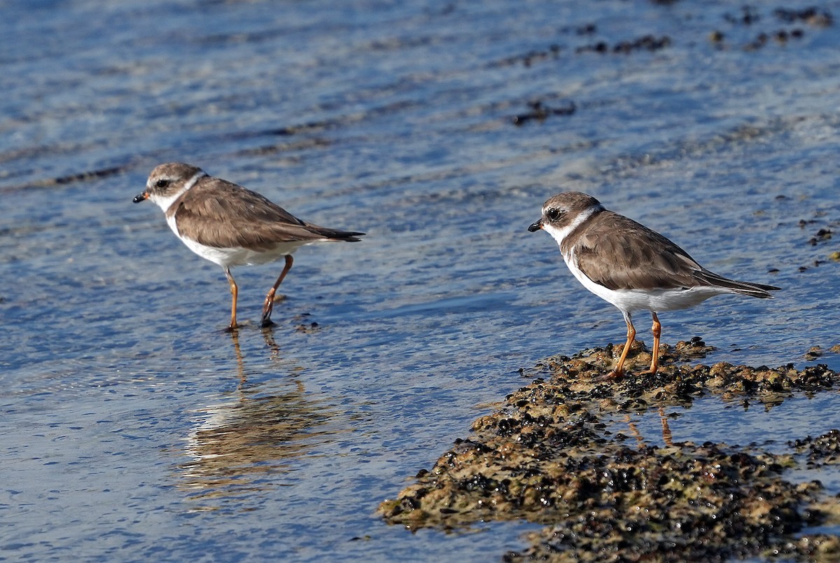 Semipalmated Plover - ML616616901