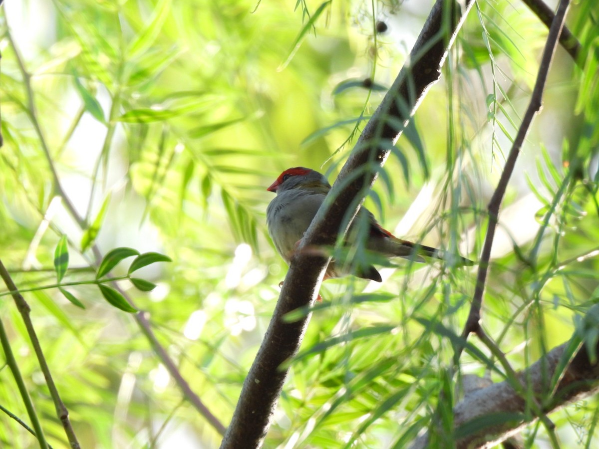 Red-browed Firetail - ML616616946