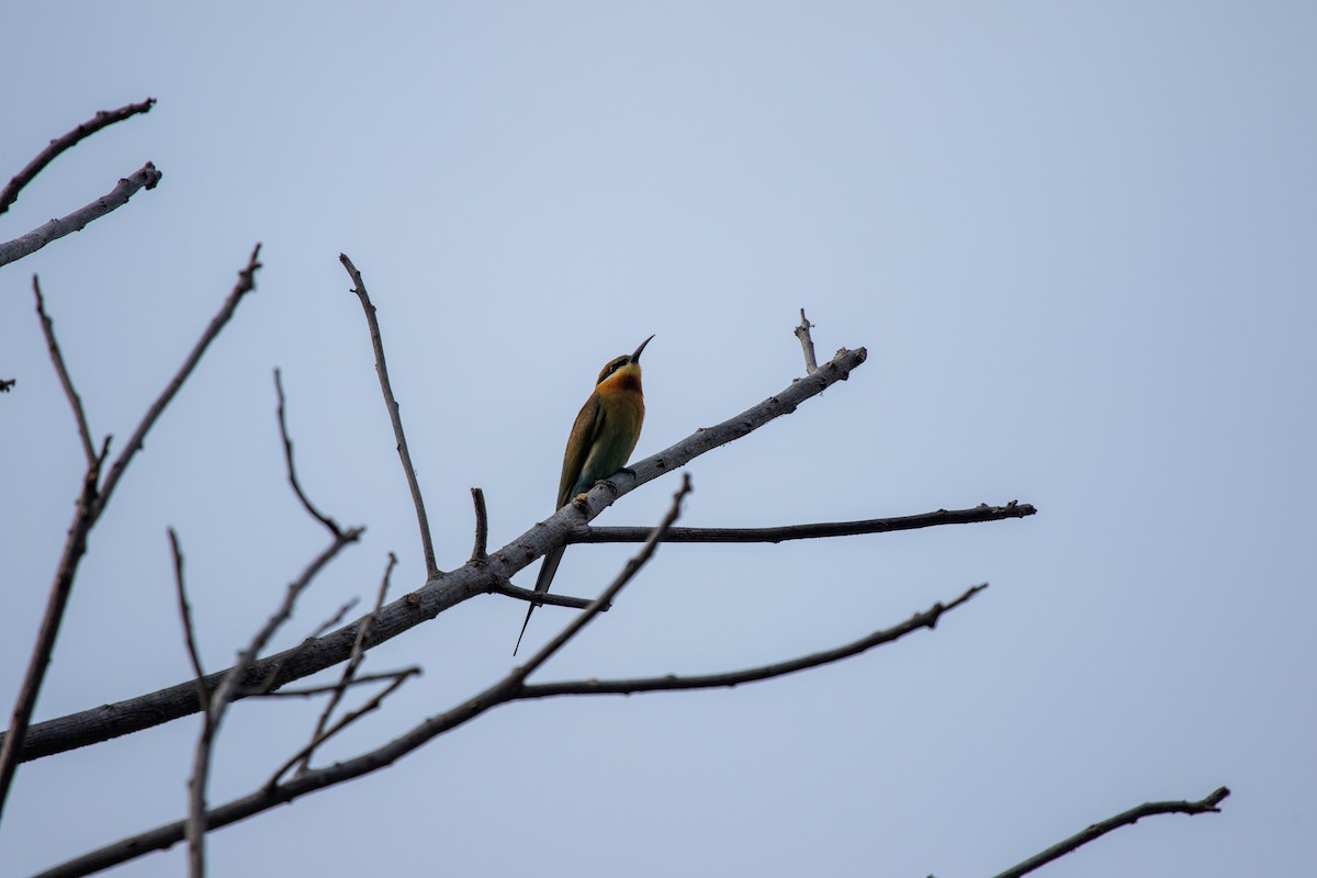 Blue-tailed Bee-eater - ML616616949