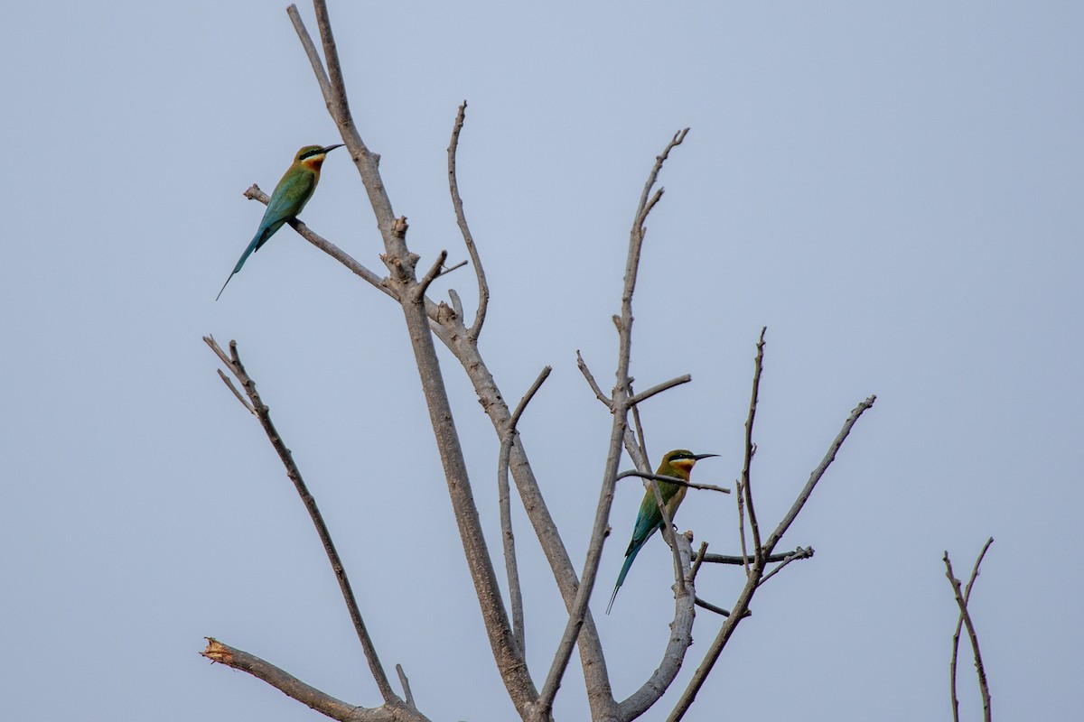 Blue-tailed Bee-eater - ML616616950