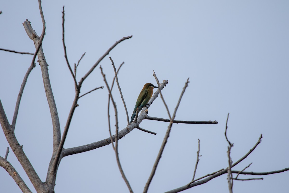Blue-tailed Bee-eater - ML616616951