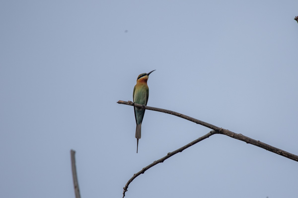 Blue-tailed Bee-eater - ML616616952