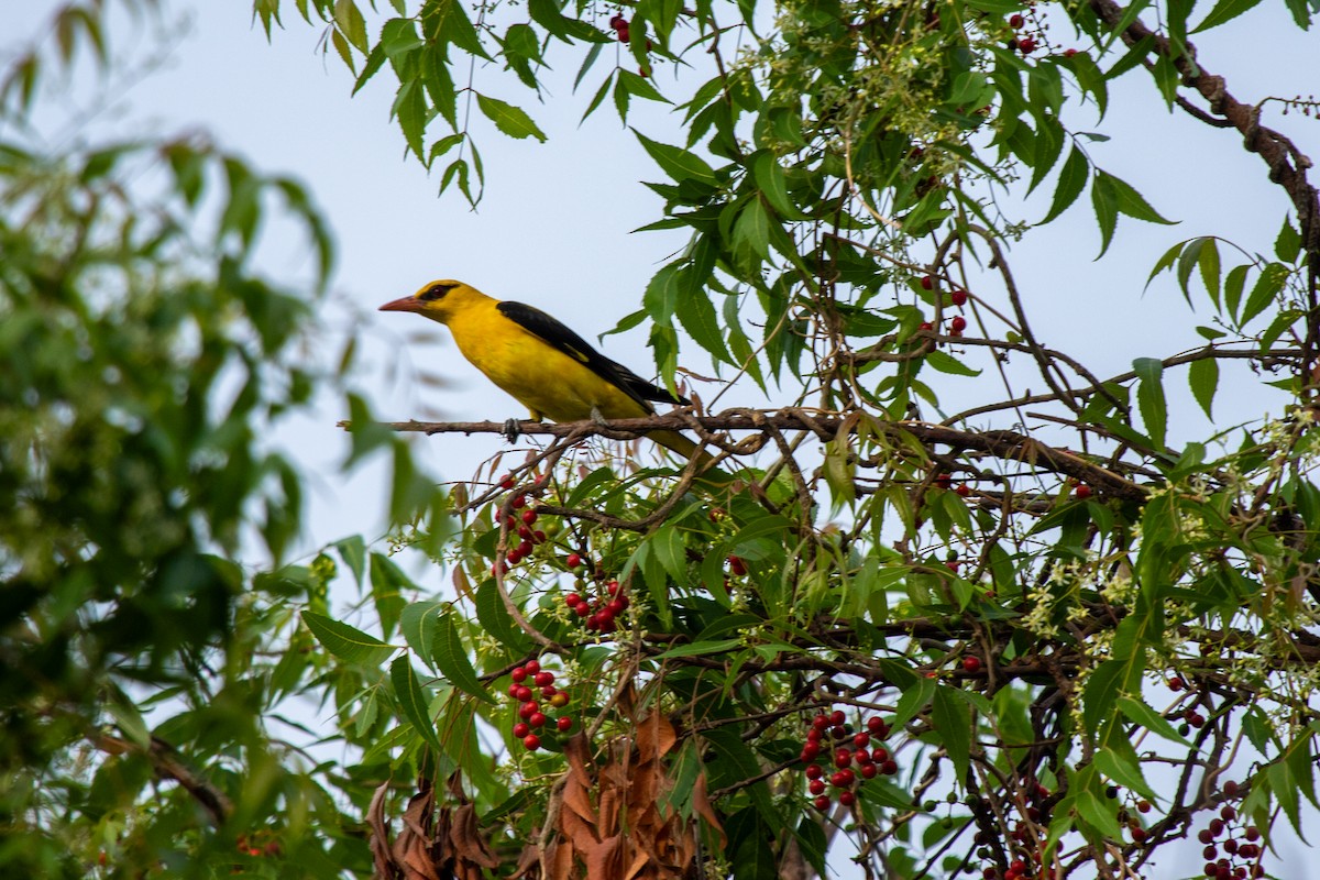 Indian Golden Oriole - ML616616954