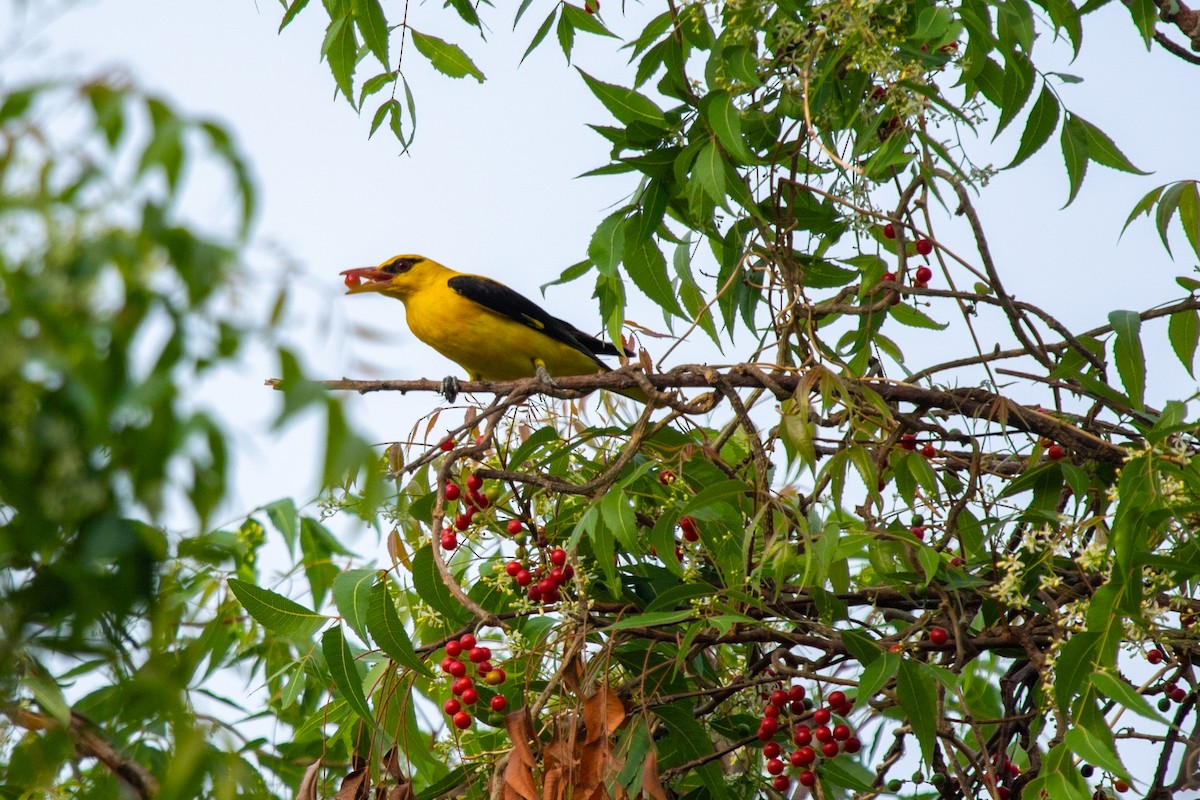 Indian Golden Oriole - ML616616955