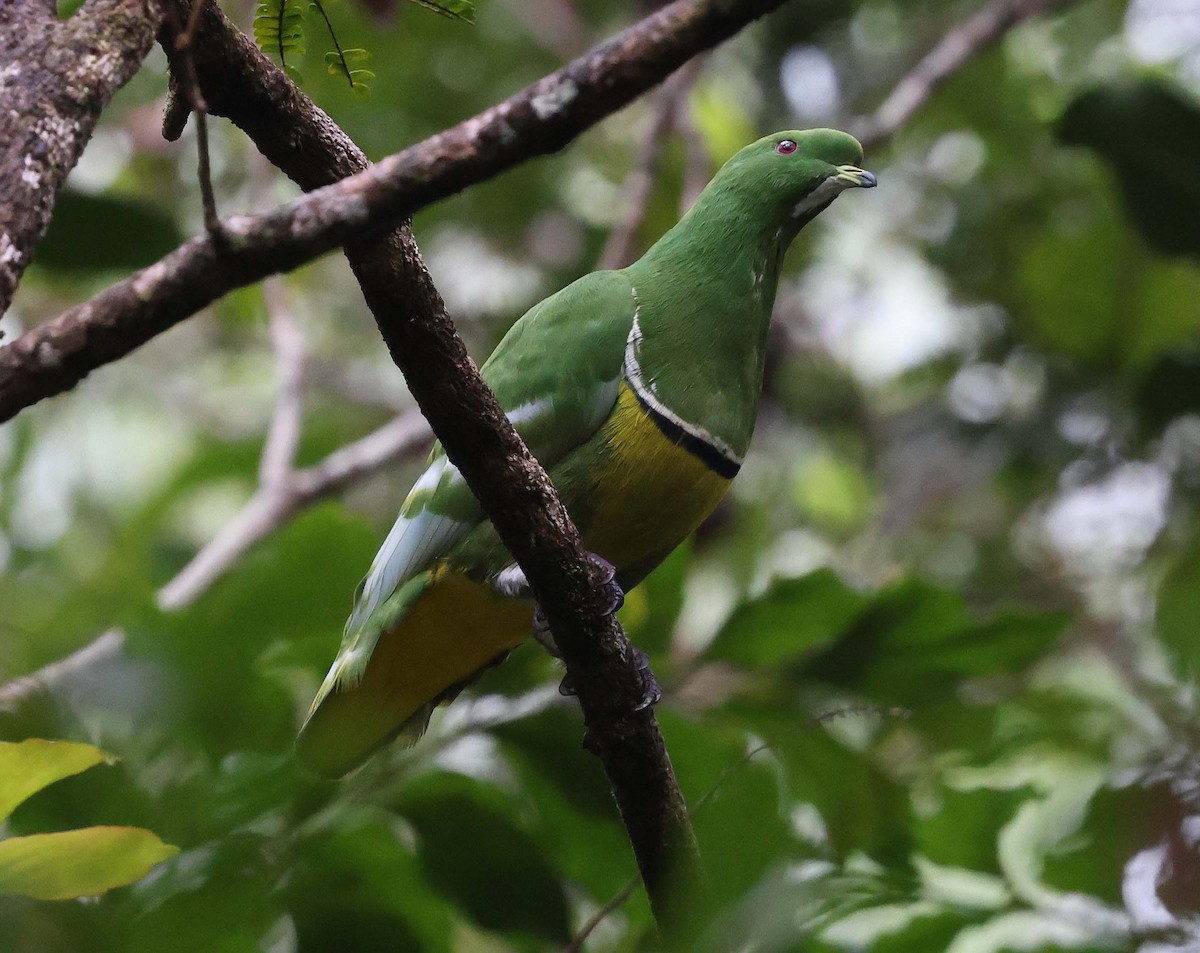 Cloven-feathered Dove - ML616616956
