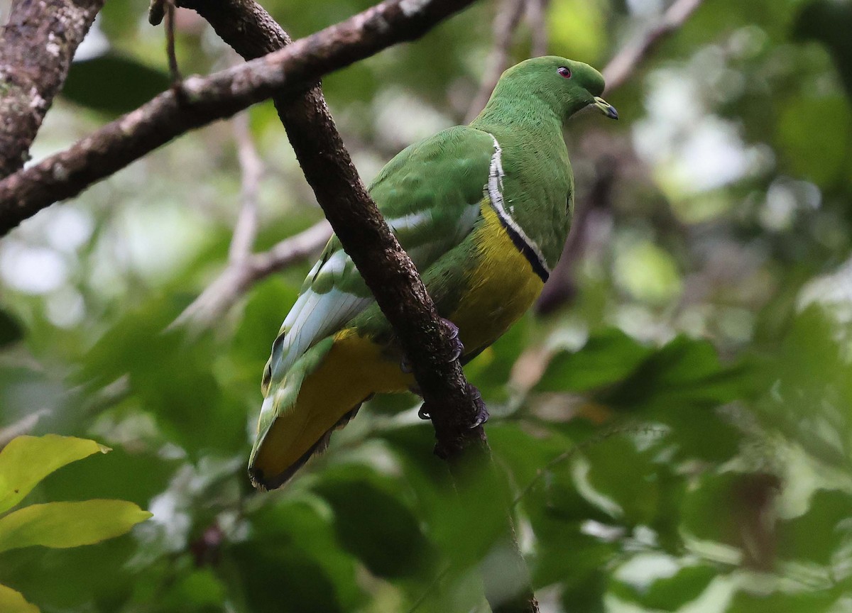 Cloven-feathered Dove - ML616616957