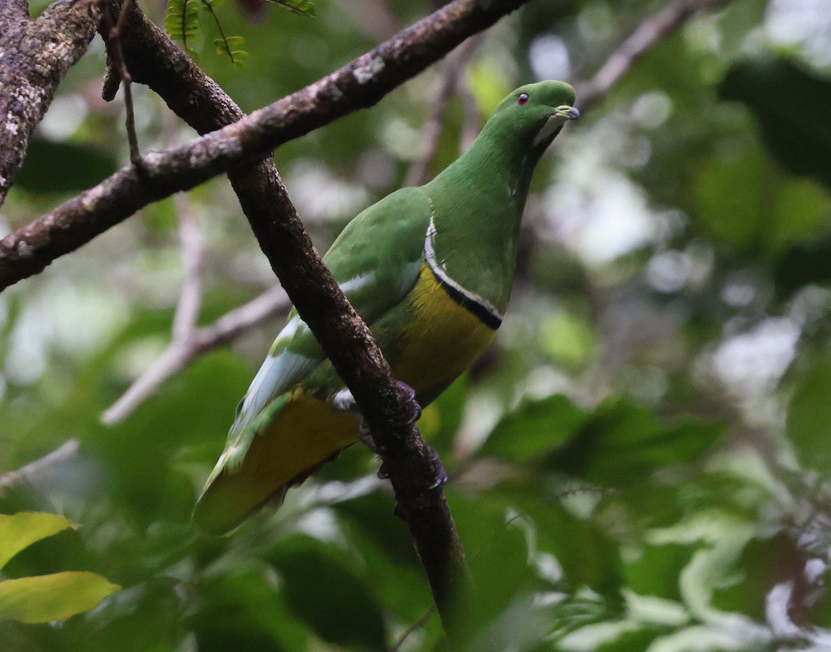 Cloven-feathered Dove - ML616616959