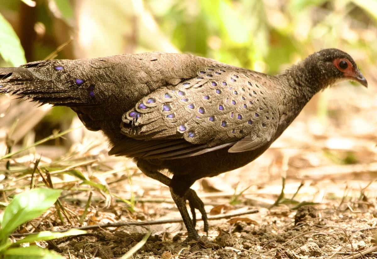 Germain's Peacock-Pheasant - ML616617012