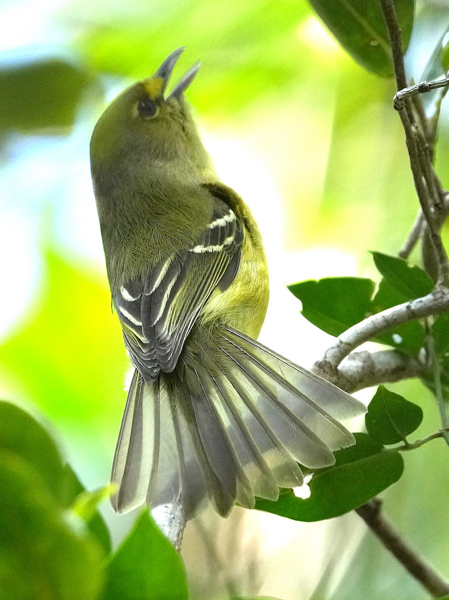 Thick-billed Vireo - ML616617057