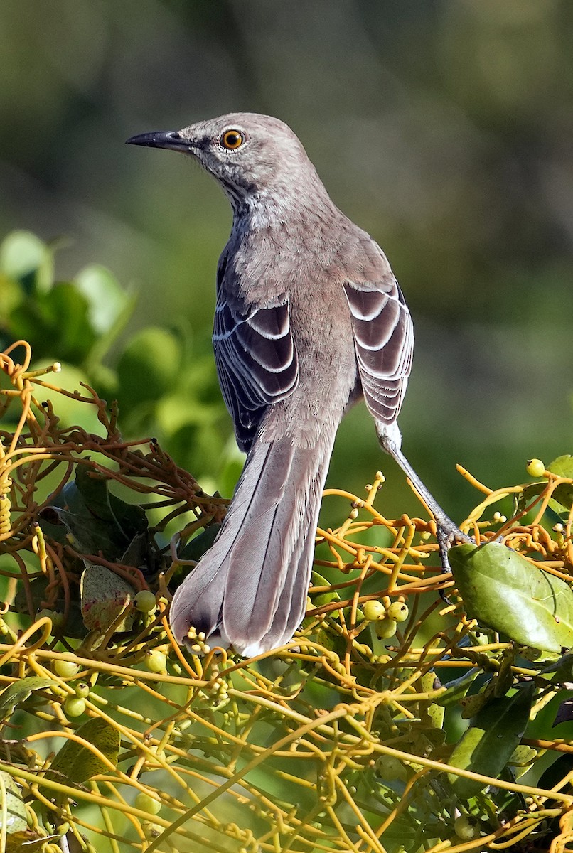 Bahama Mockingbird - Phil Davis