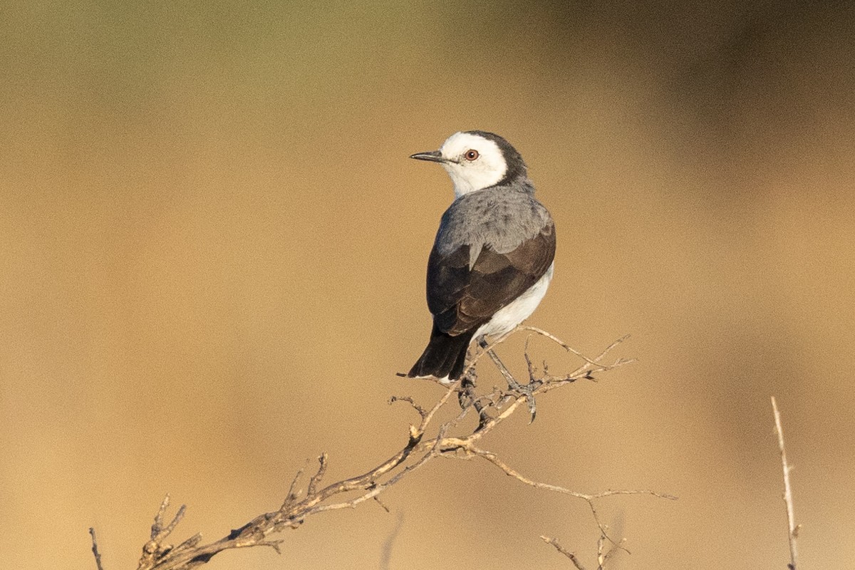 White-fronted Chat - ML616617111