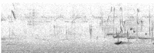 Weißflankenschnäpper - ML616617114
