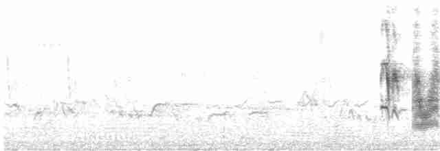Cossyphe à gorge blanche - ML616617128