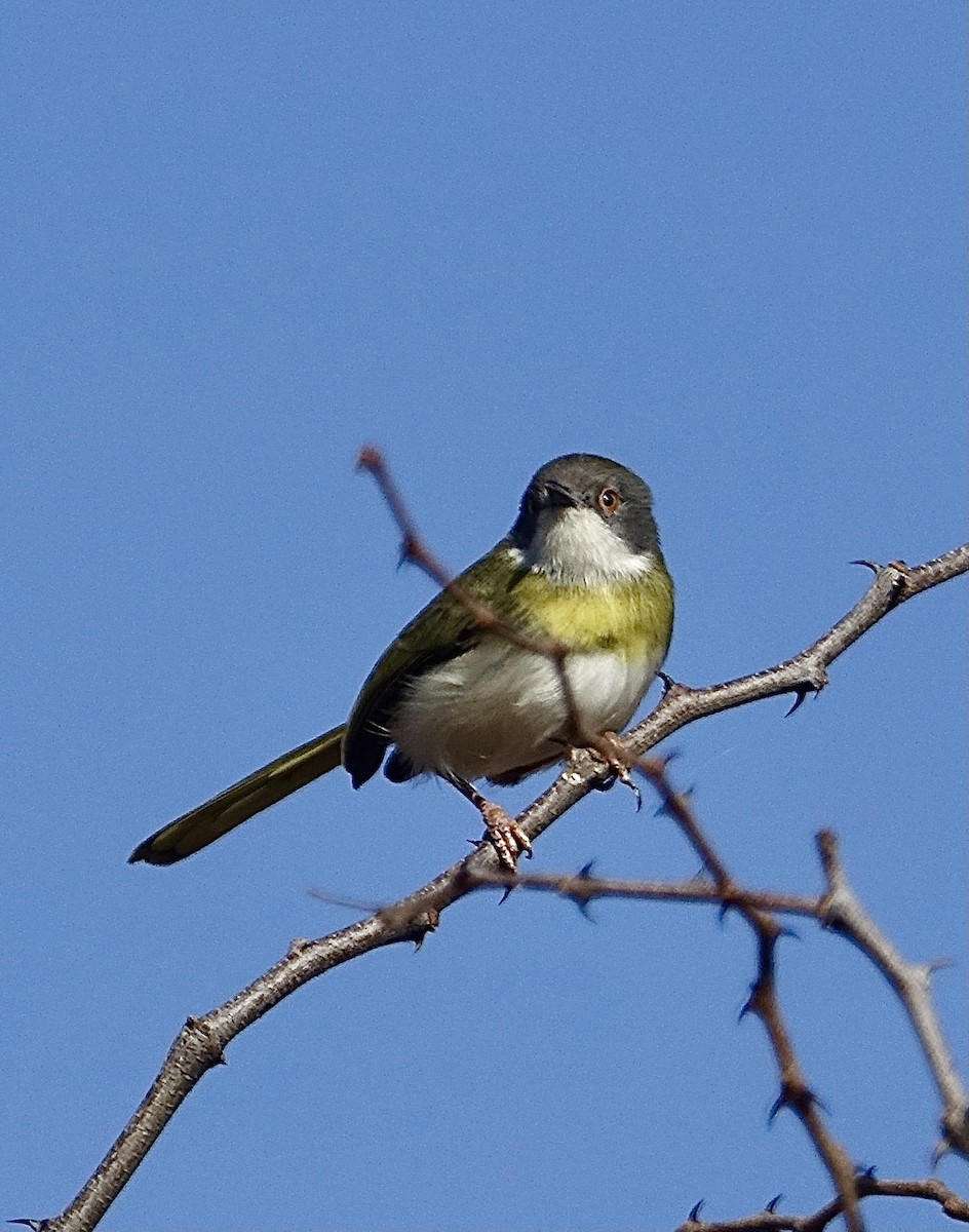 Yellow-breasted Apalis - ML616617221