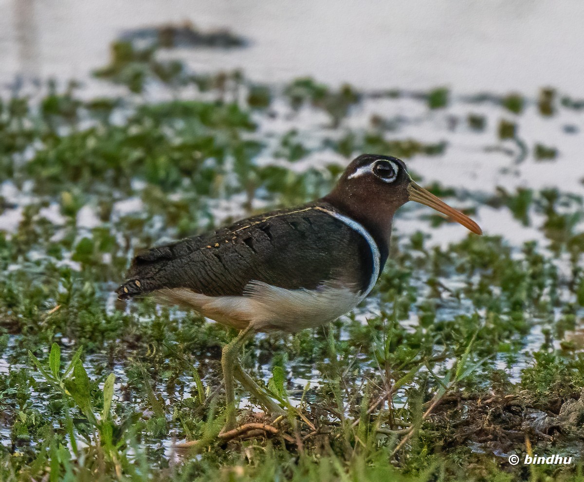 Greater Painted-Snipe - ML616617254