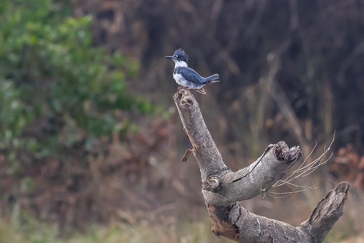 Belted Kingfisher - ML616617266