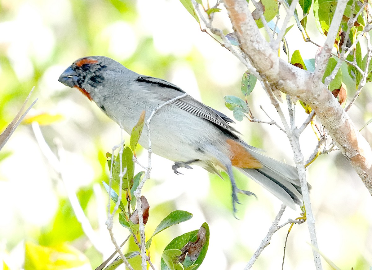 Greater Antillean Bullfinch - Phil Davis
