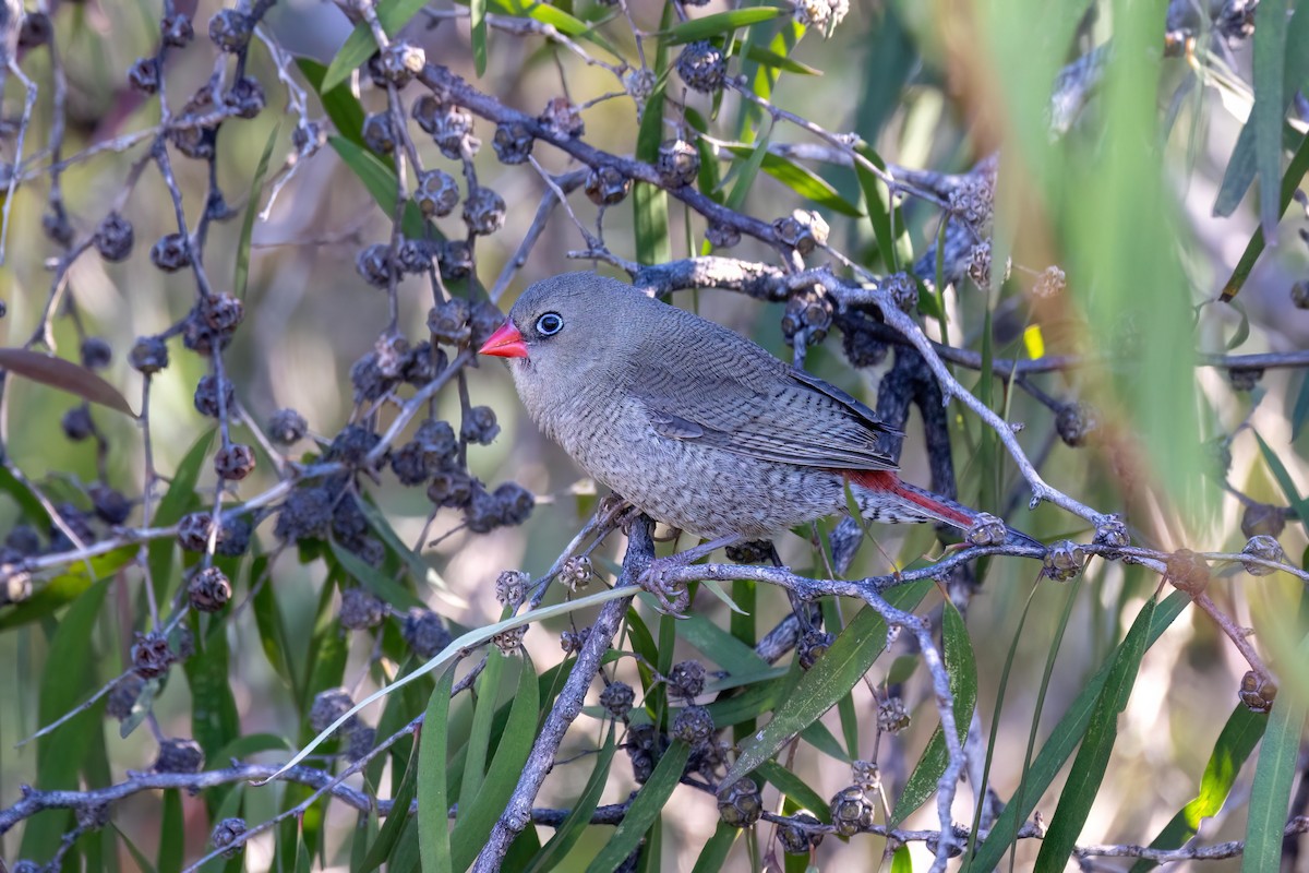 Red-eared Firetail - ML616617347