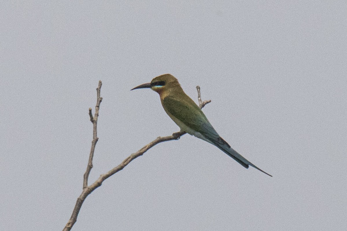 Blue-tailed Bee-eater - ML616617453