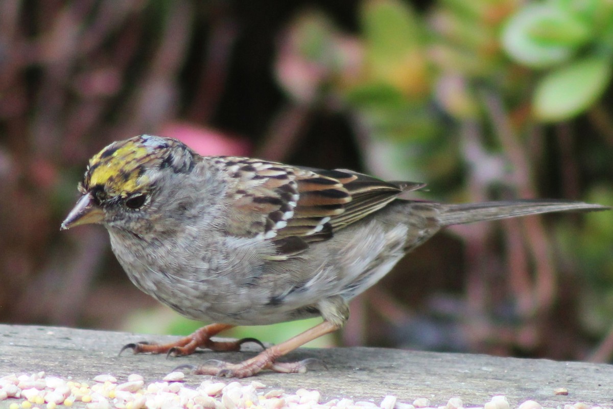 Golden-crowned Sparrow - ML616617455