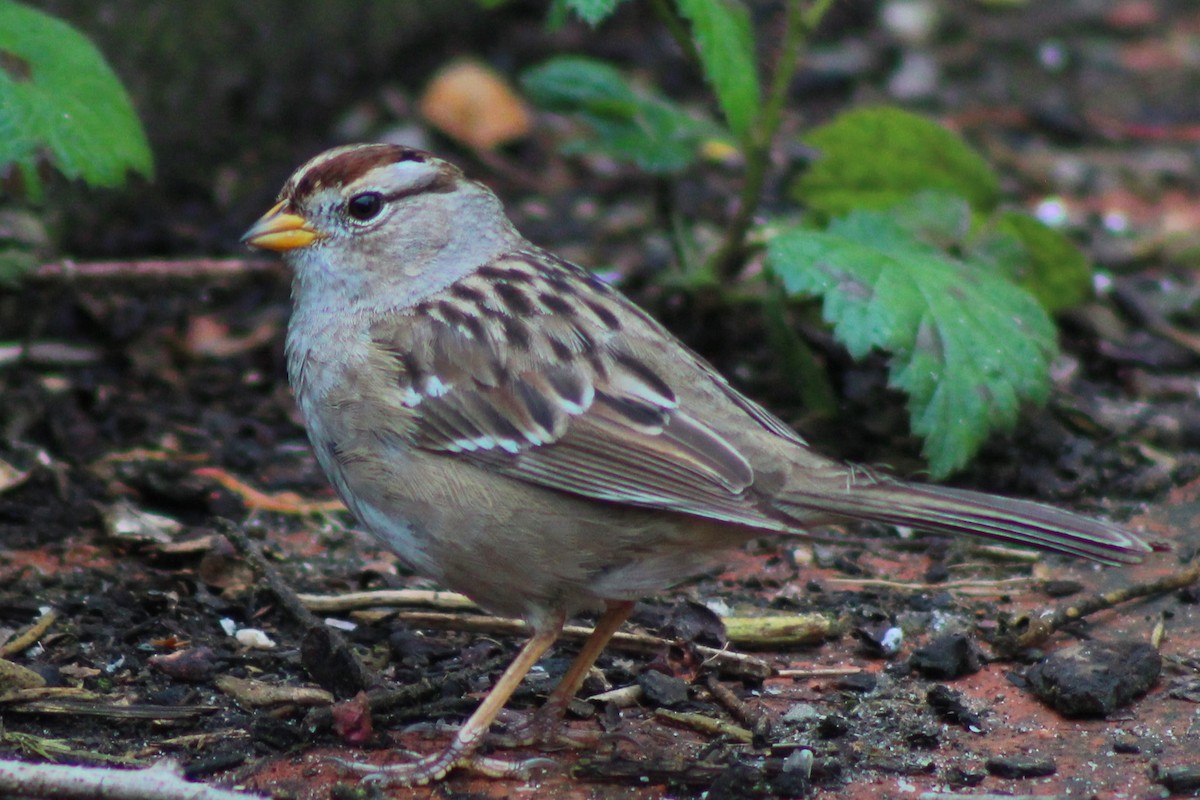 White-crowned Sparrow - ML616617464