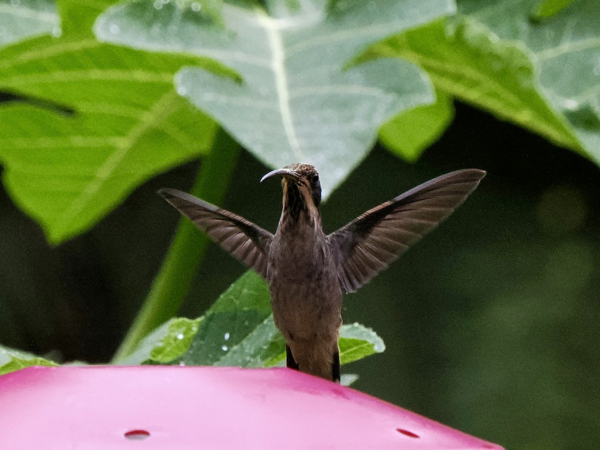 Scale-throated Hermit - ML616617465
