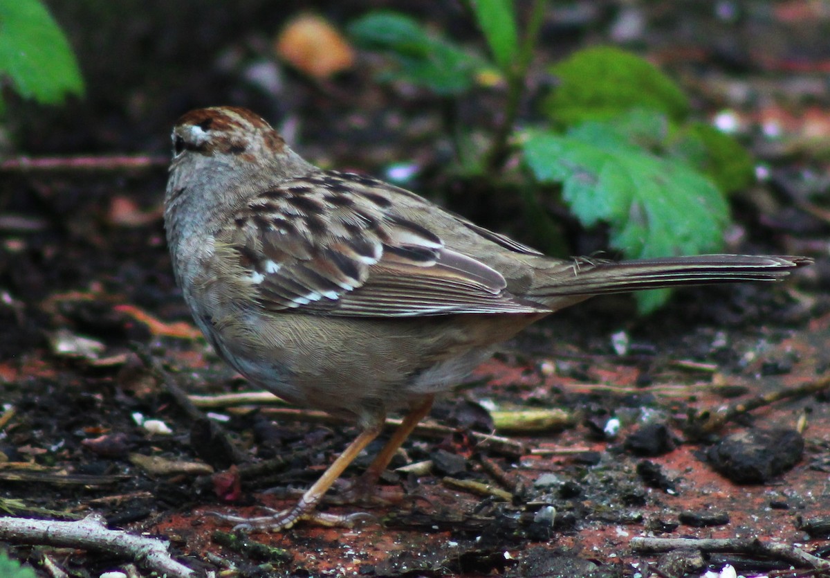 White-crowned Sparrow - ML616617513