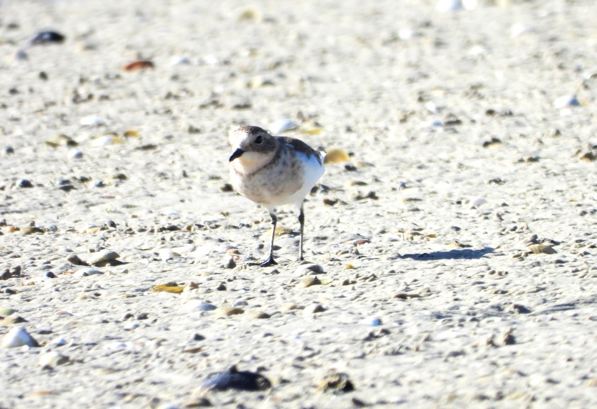 Double-banded Plover - ML616617578