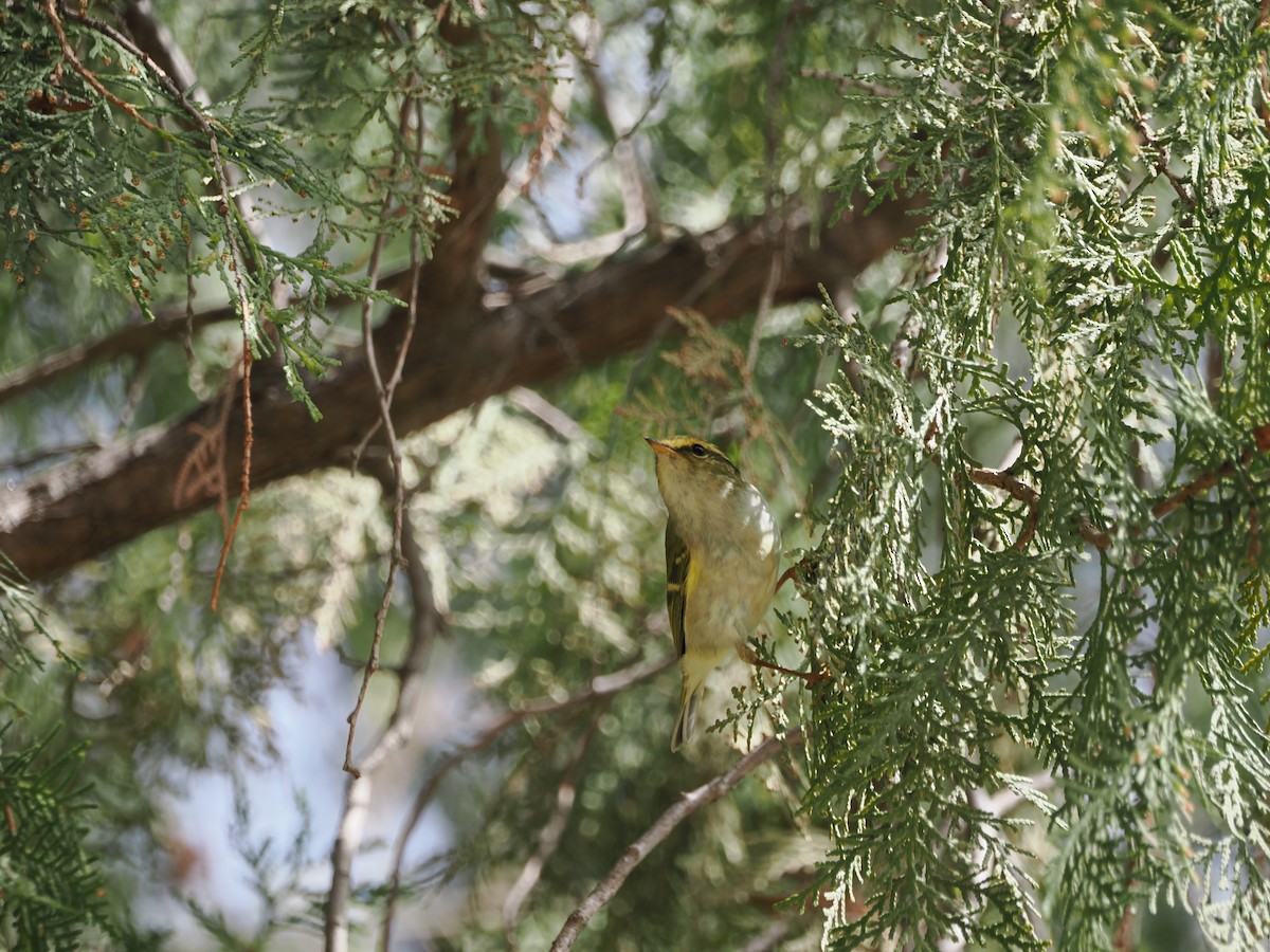 Pallas's Leaf Warbler - Yawei Zhang