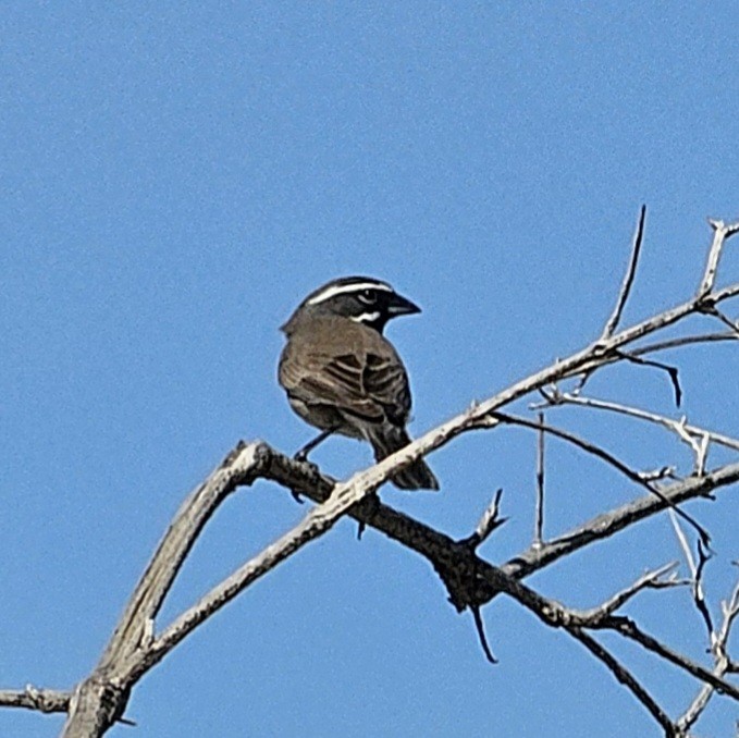 Black-throated Sparrow - ML616617649