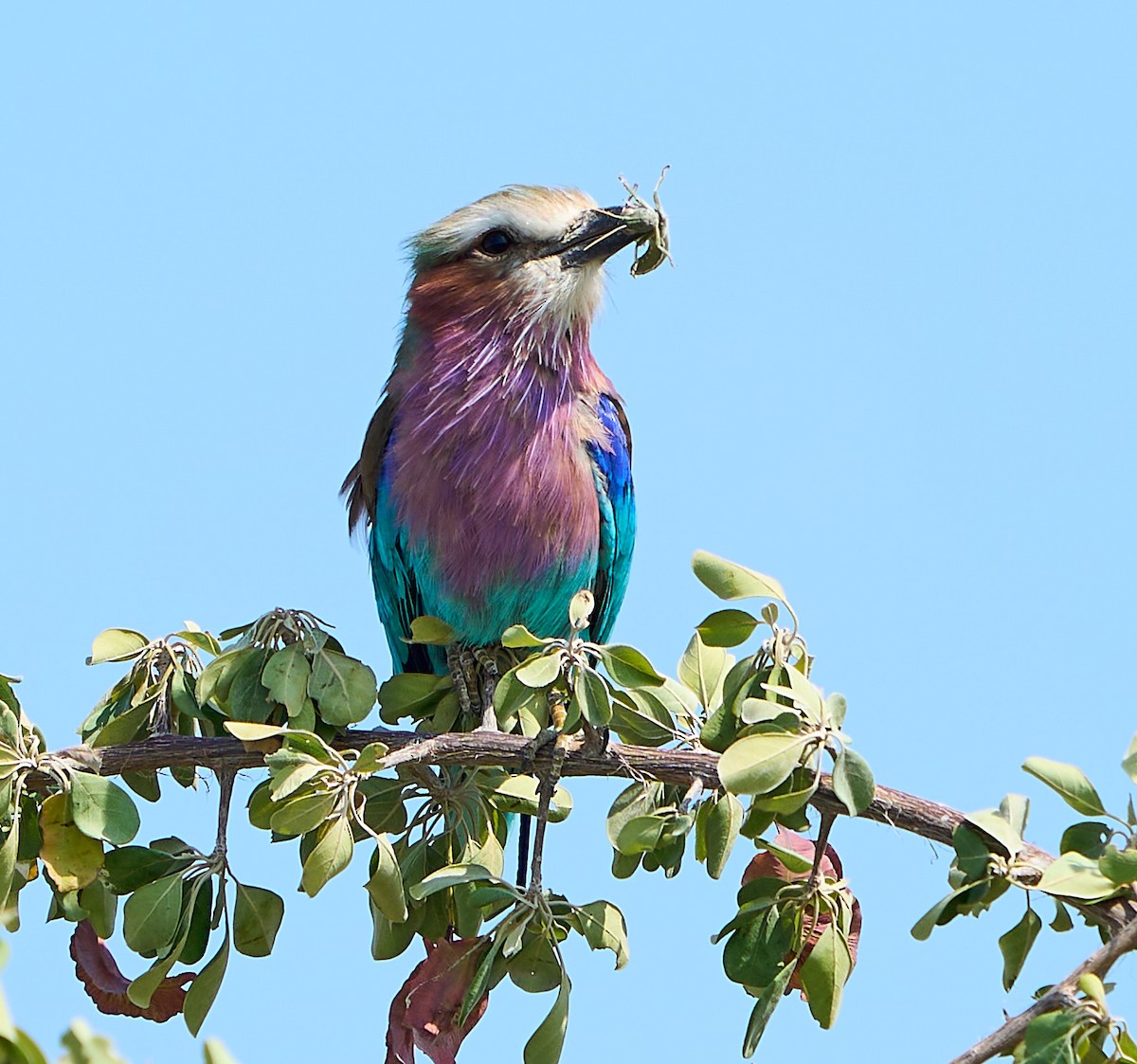 Lilac-breasted Roller - ML616617658